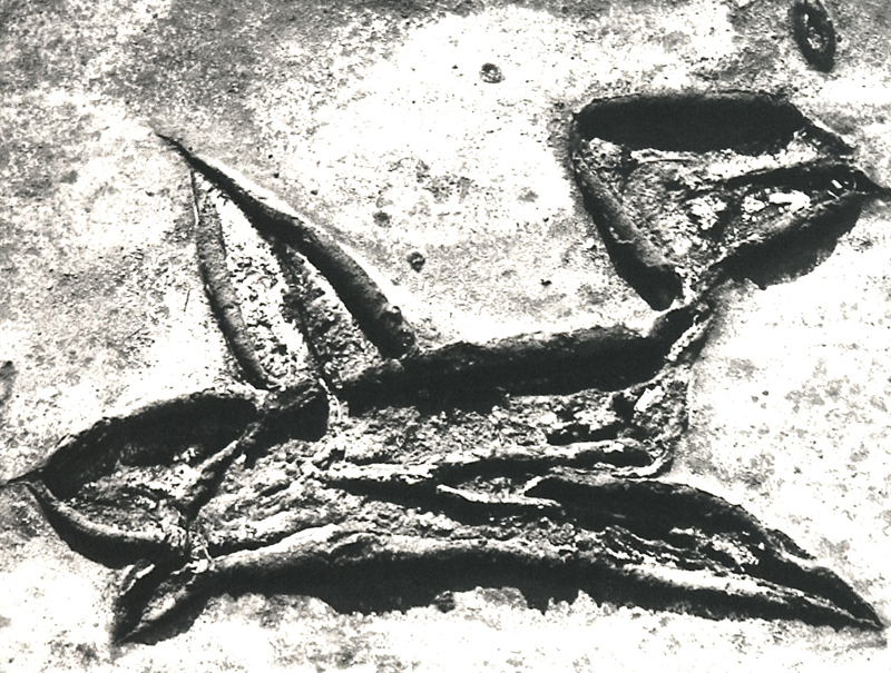 Camargue secrète, Lucien Clergue, 4e quart 20e siècle