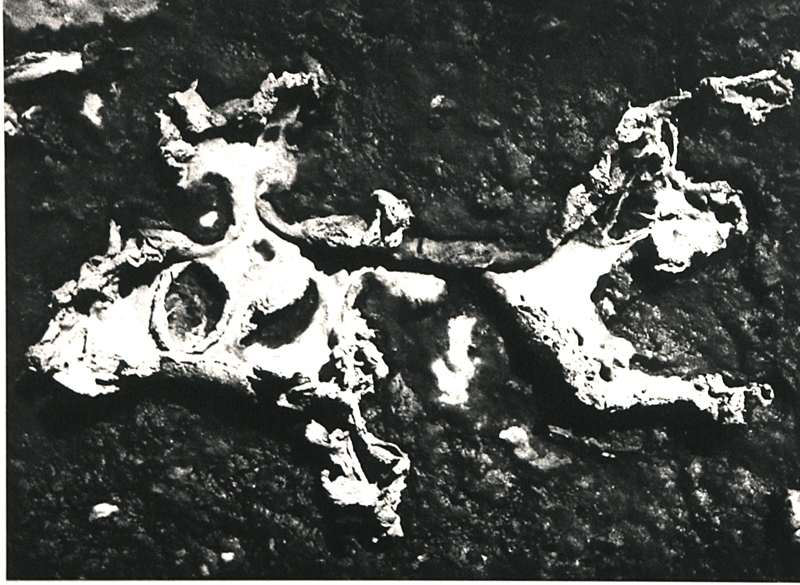Camargue secrète, Lucien Clergue, 4e quart 20e siècle