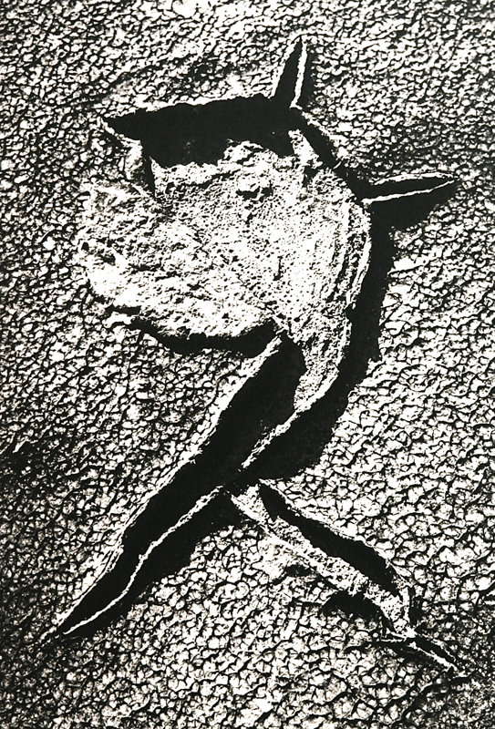 Camargue secrète, Lucien Clergue, 4e quart 20e siècle