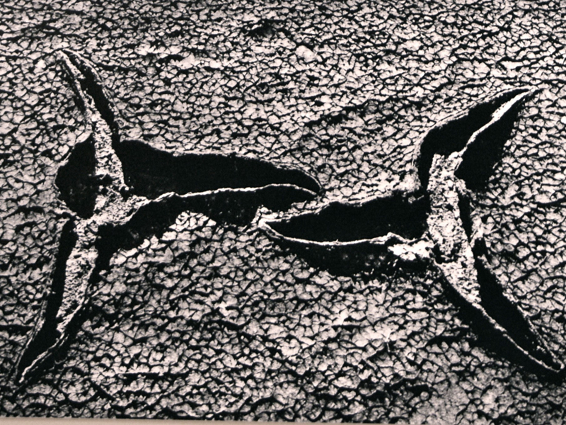 Camargue secrète, Lucien Clergue, 4e quart 20e siècle