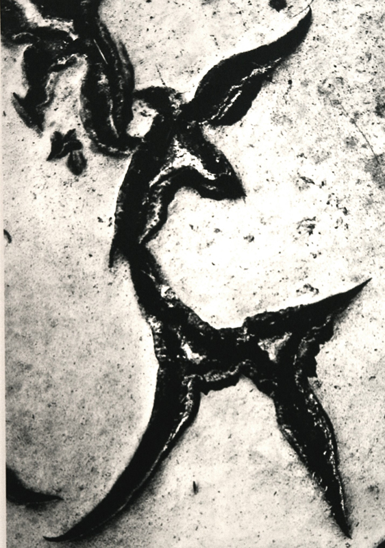 Camargue secrète, Lucien Clergue, 4e quart 20e siècle