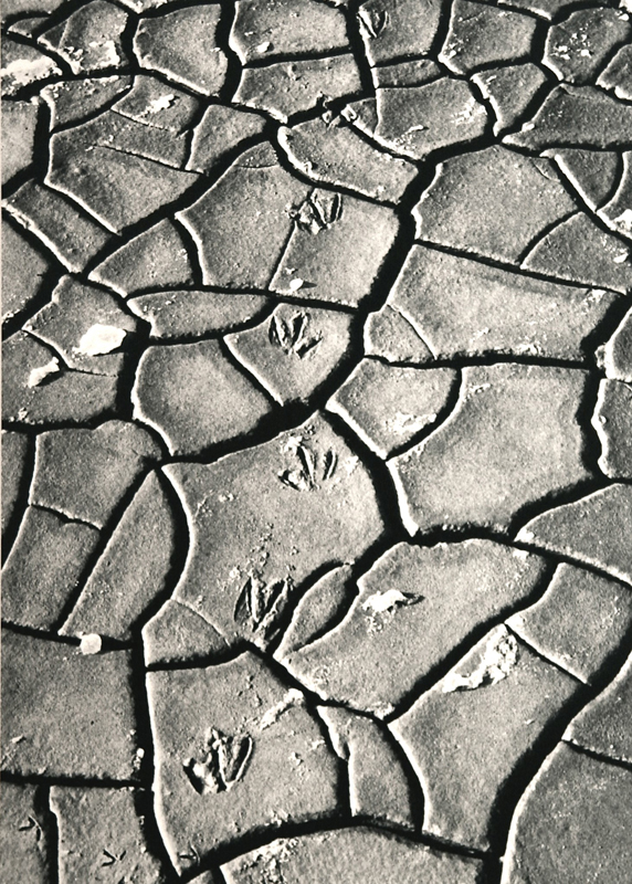 Camargue secrète, Lucien Clergue, 4e quart 20e siècle