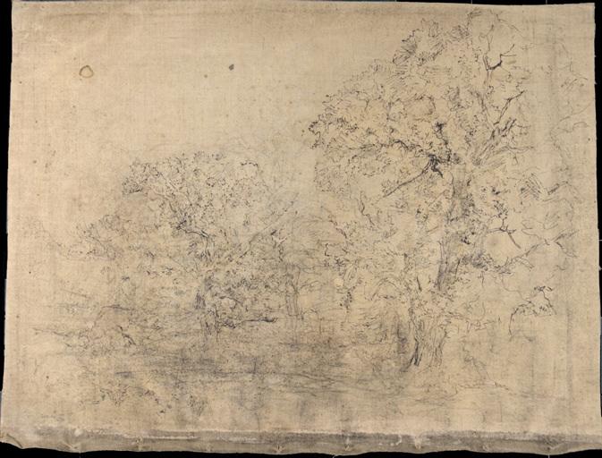 Arbres, Armand Charnay, 2e moitié 19e siècle, 1er quart 20e siècle