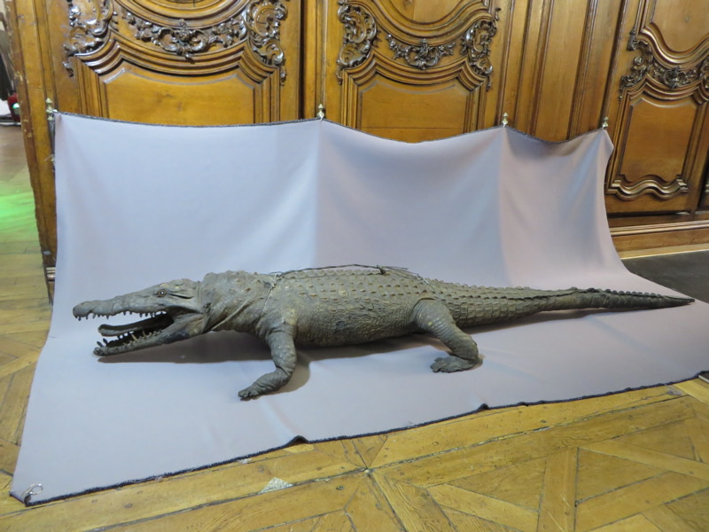 Crocodile_0