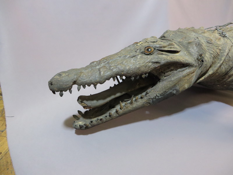 Crocodile_1