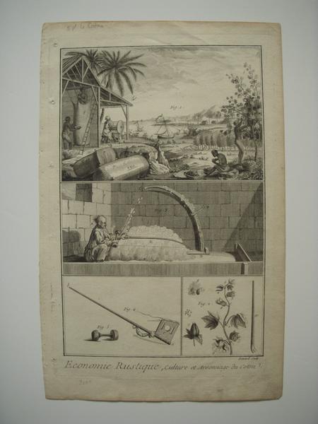Economie rustique, Culture et arsonnage du coton (titre inscrit), Robert Benard, 1751-1772