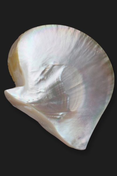 Coquillage_0