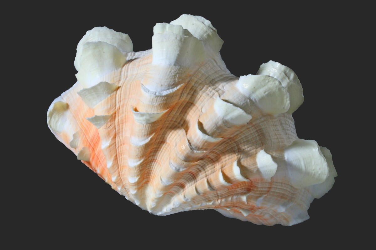 Coquillage (2)_0