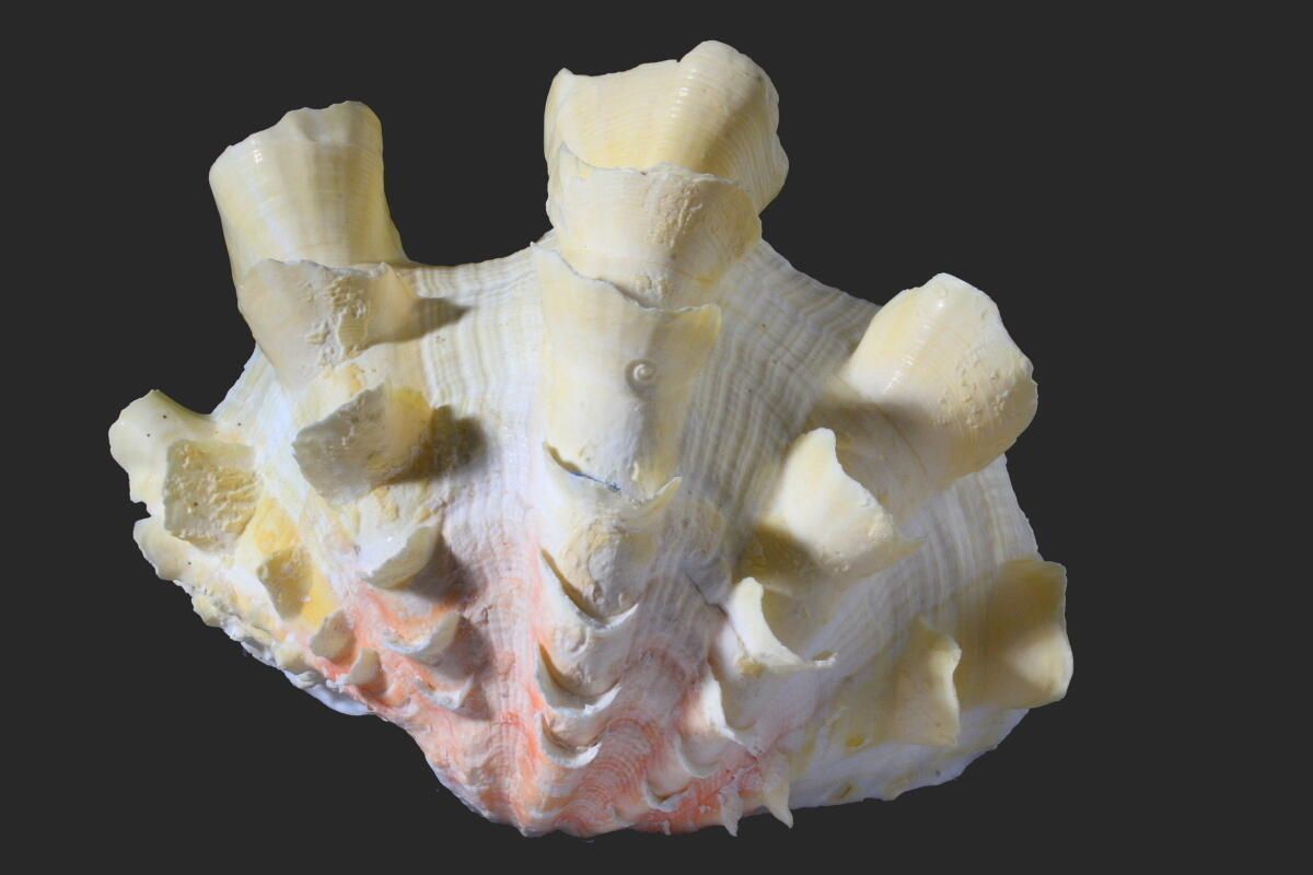 Coquillage (2)_1
