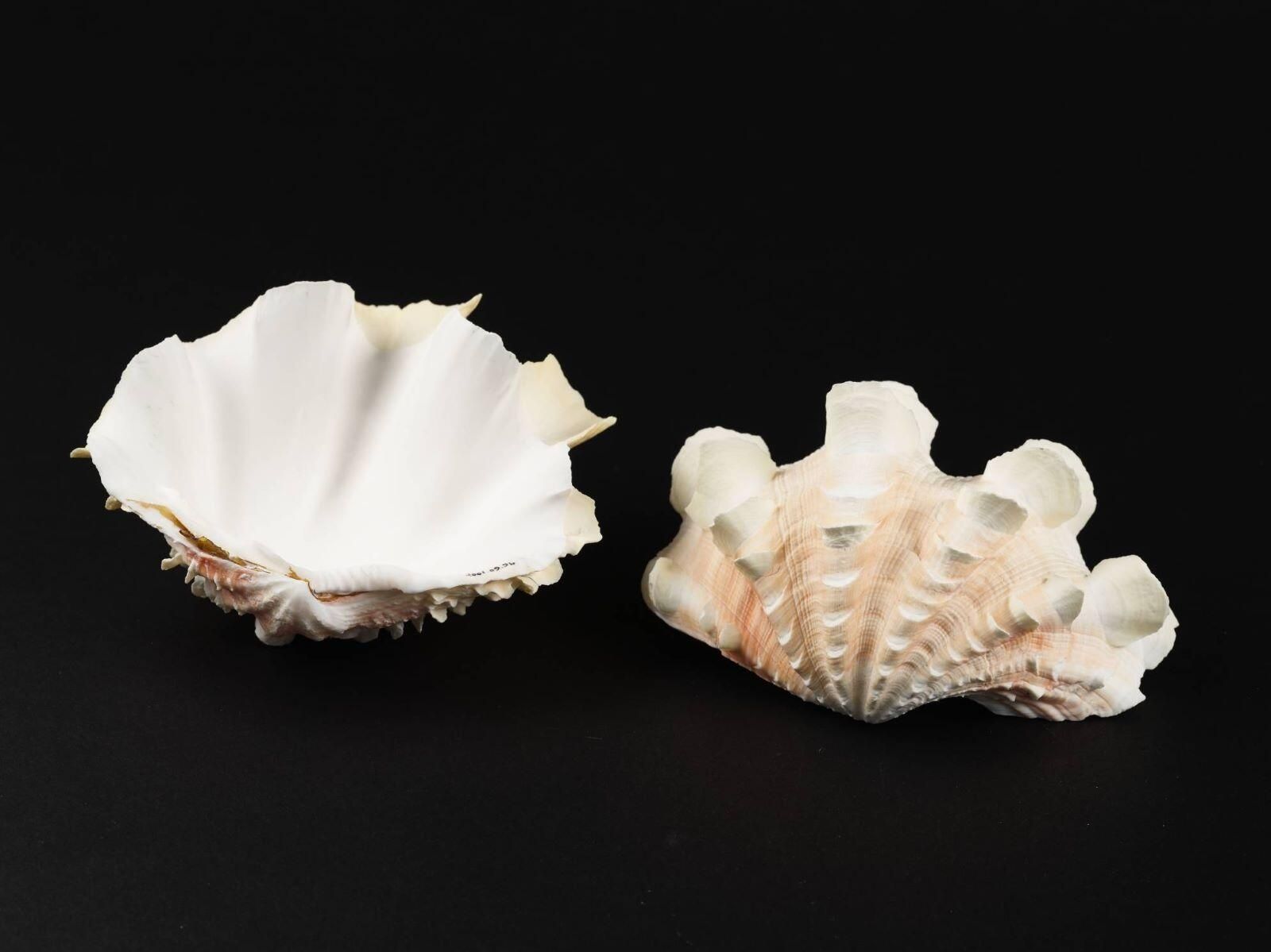 Coquillage (2)_2
