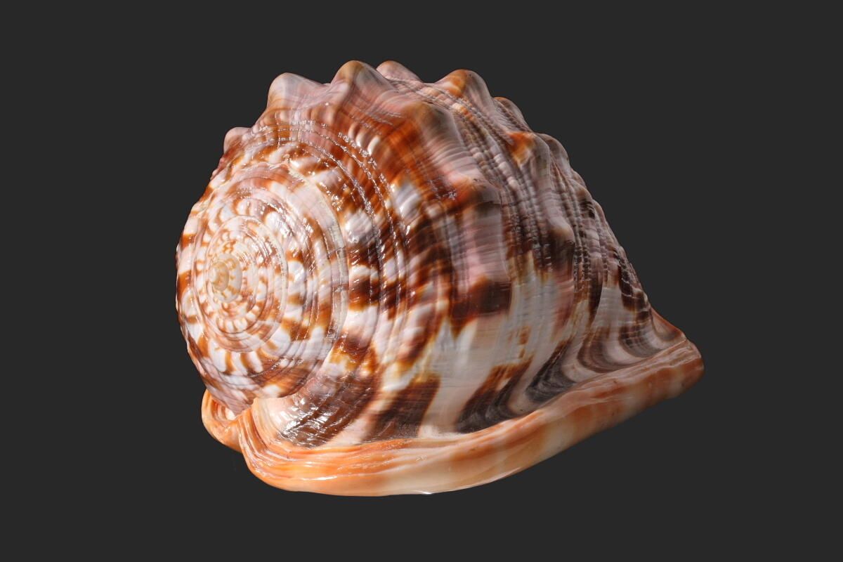Coquillage (2)_1