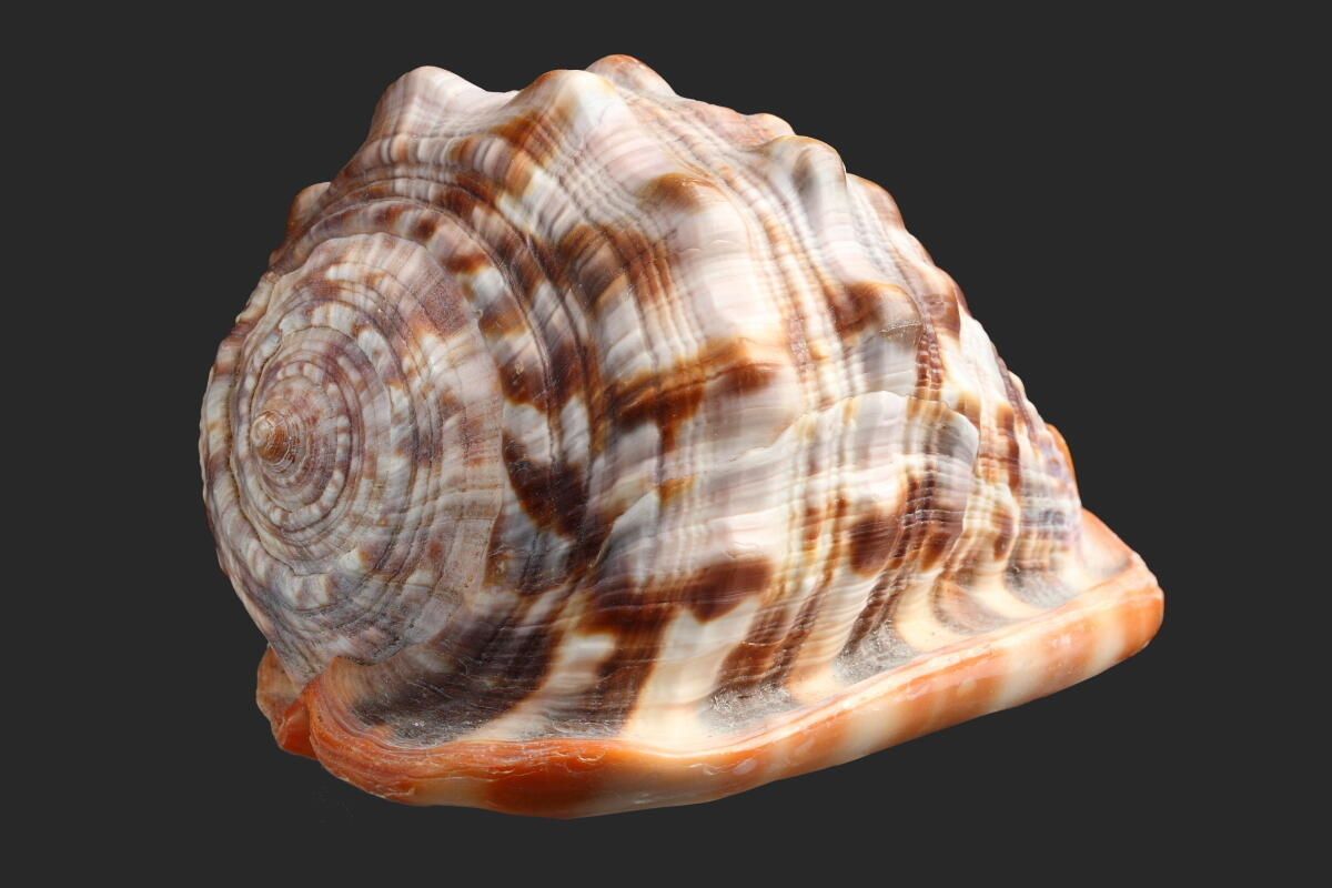 Coquillage (2)_0