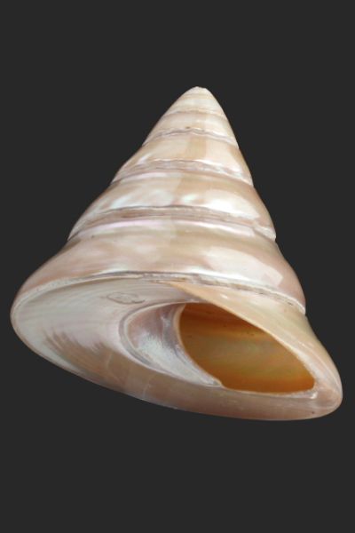 Coquillage_0