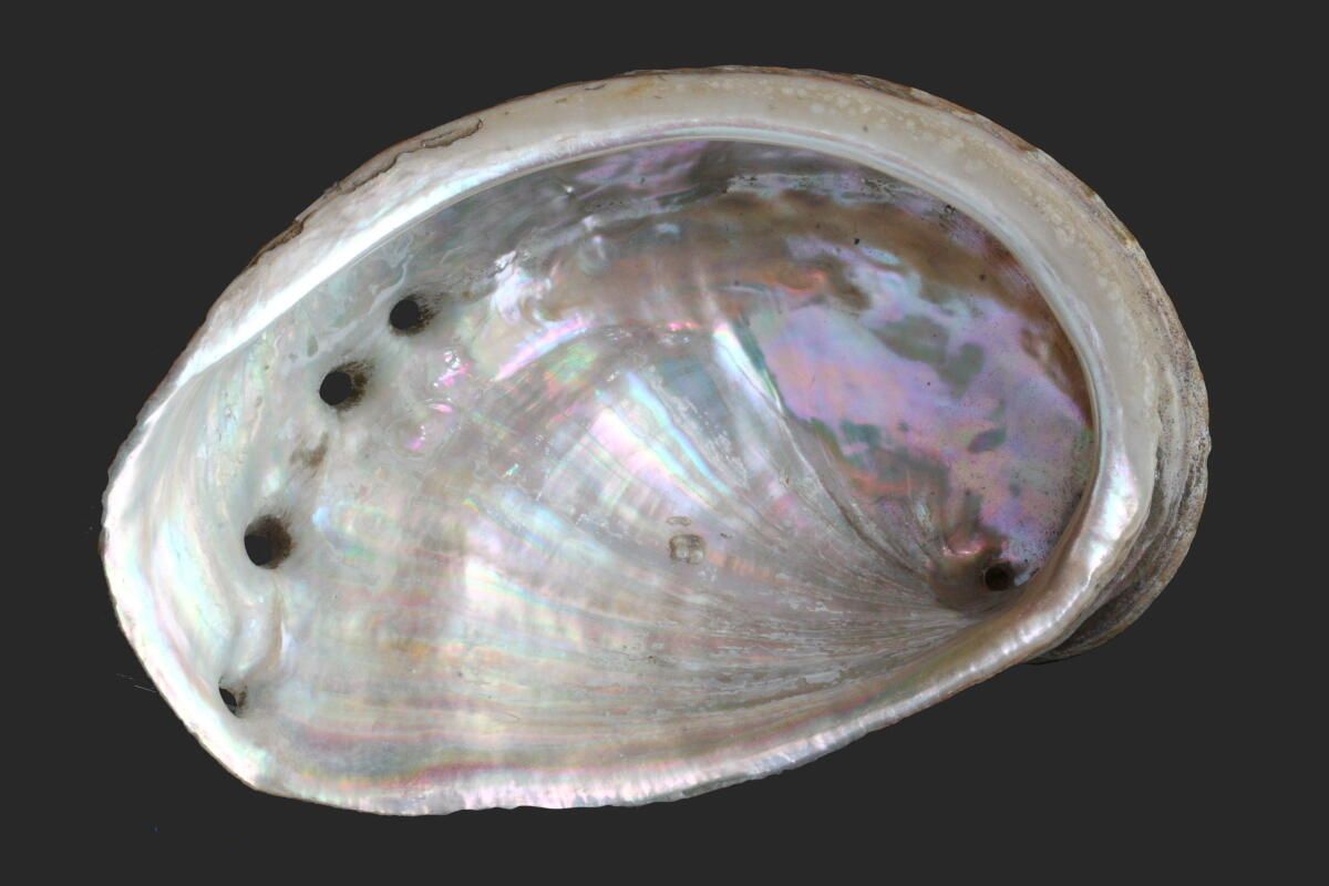 Coquillage_0