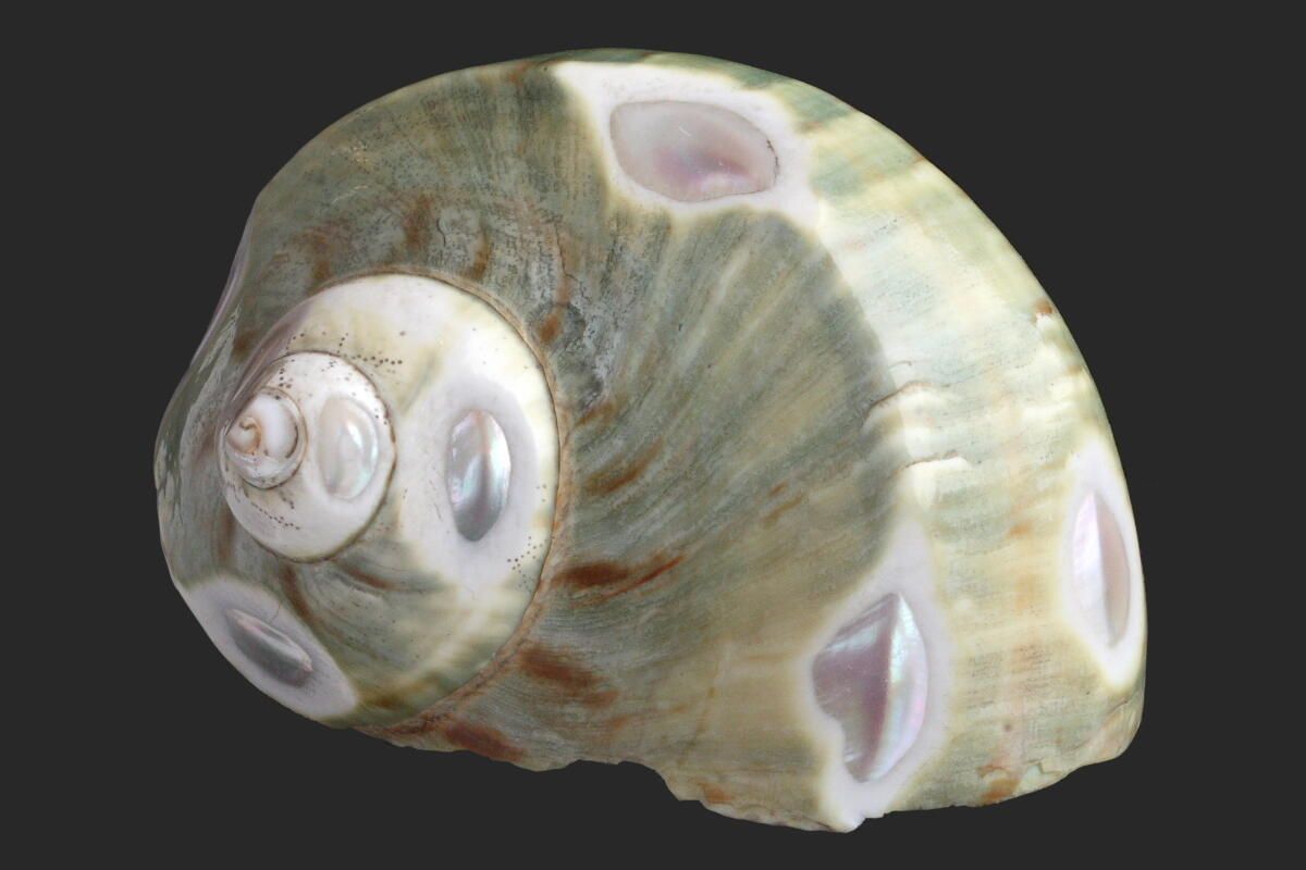 Coquillage_0