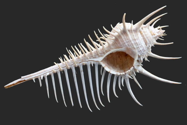Coquillage (4)_1