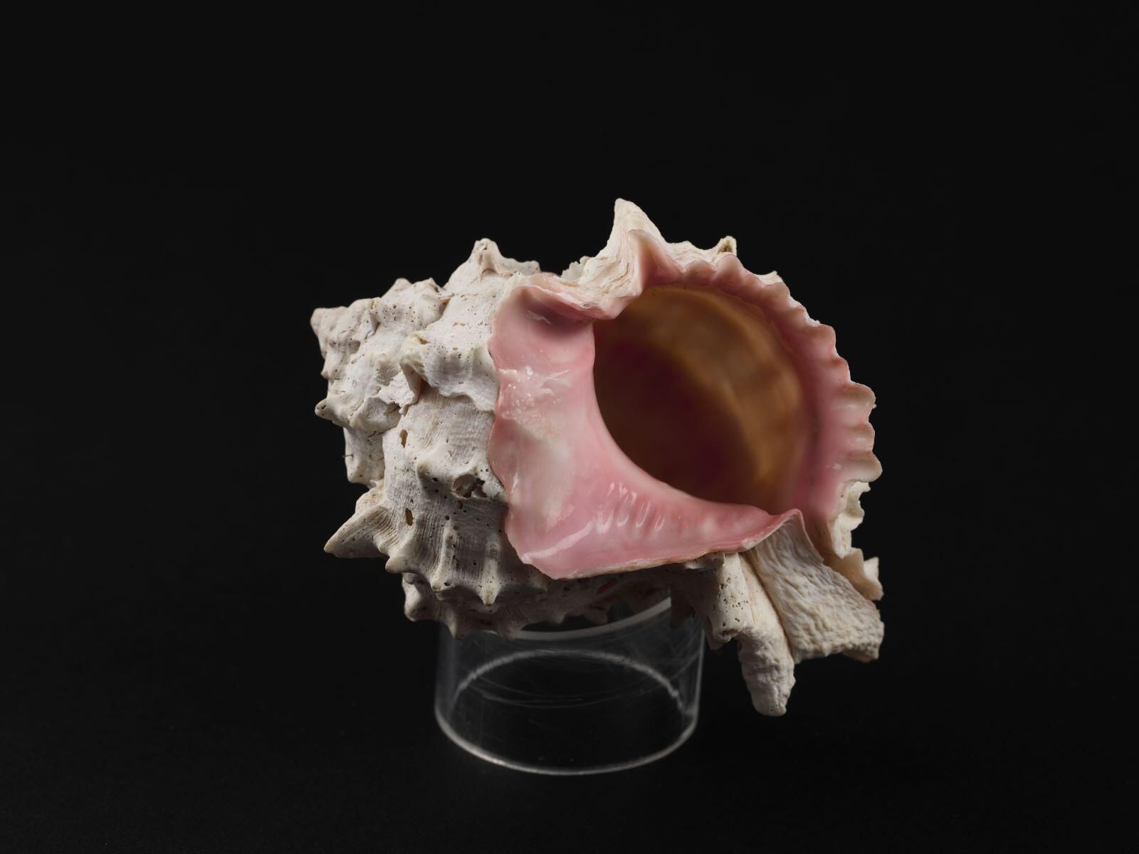 Coquillage (4)_4