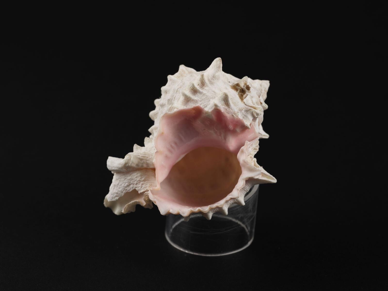 Coquillage (4)_5