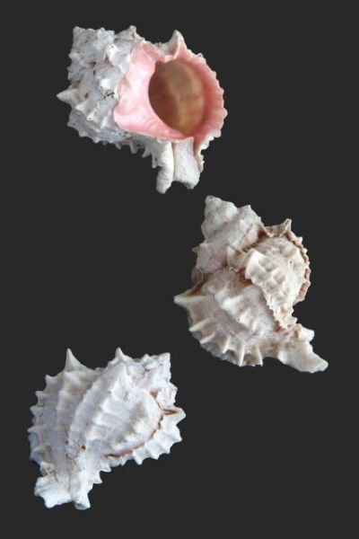 Coquillage (4)_2