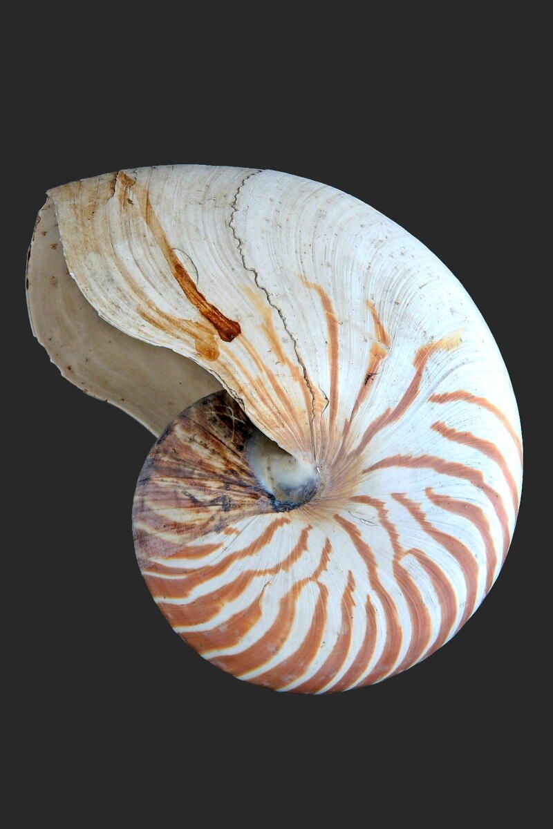 Coquillage_0