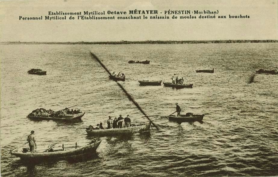 Personnel mytilicol de l'établissement ensachant le naissain de moules destiné aux bouchots_0