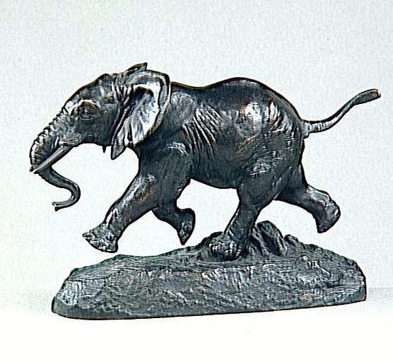 Eléphant du Sénégal chargeant, dit aussi, Jeune éléphant d'Afrique ou du Sénégal_0