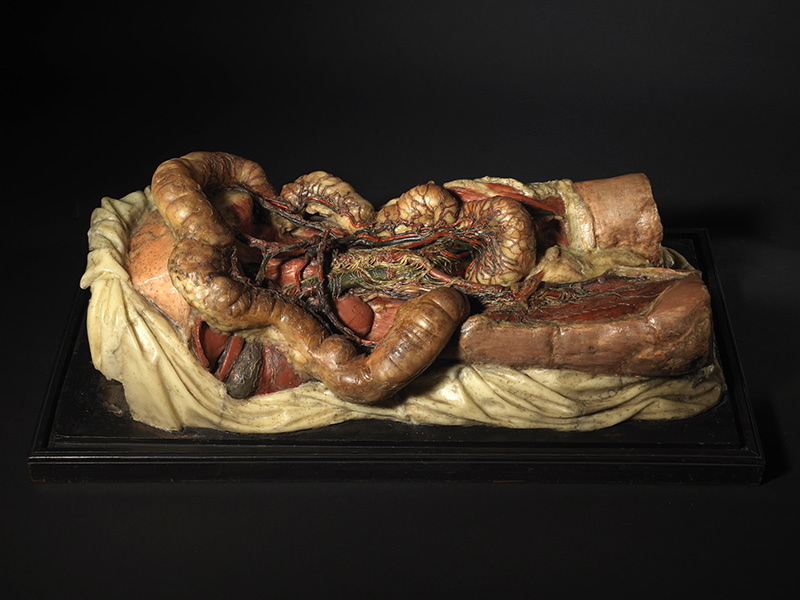 Chylifères de la cavité abdominales de la lymphatique_0