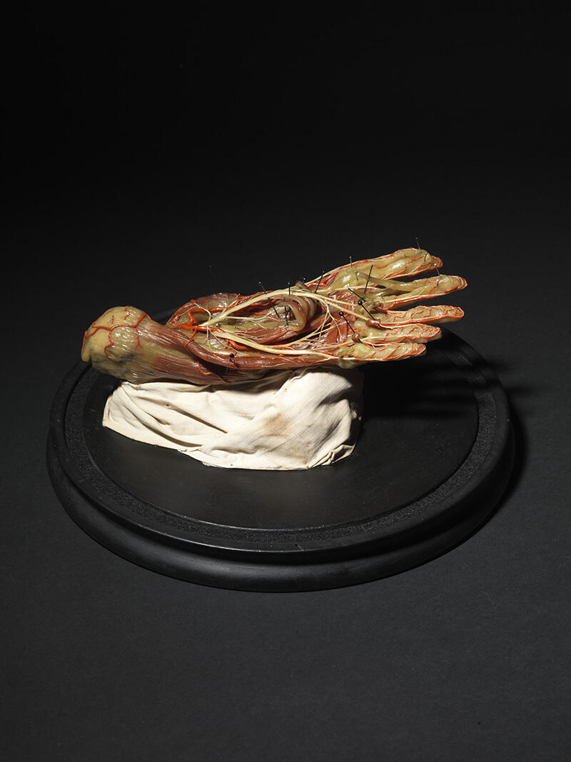Muscles et tendons du pied_1