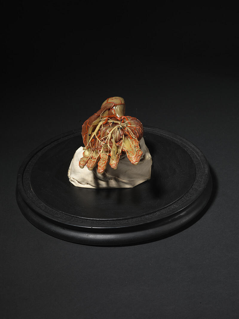 Muscles et tendons du pied_2