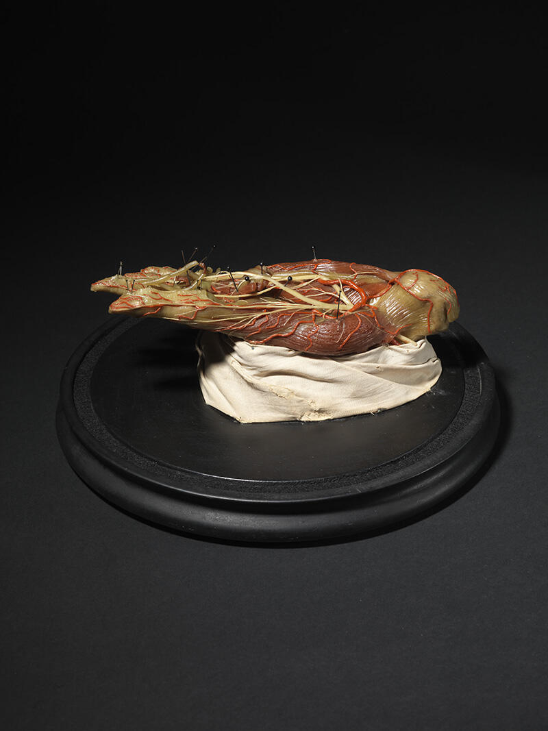 Muscles et tendons du pied_3
