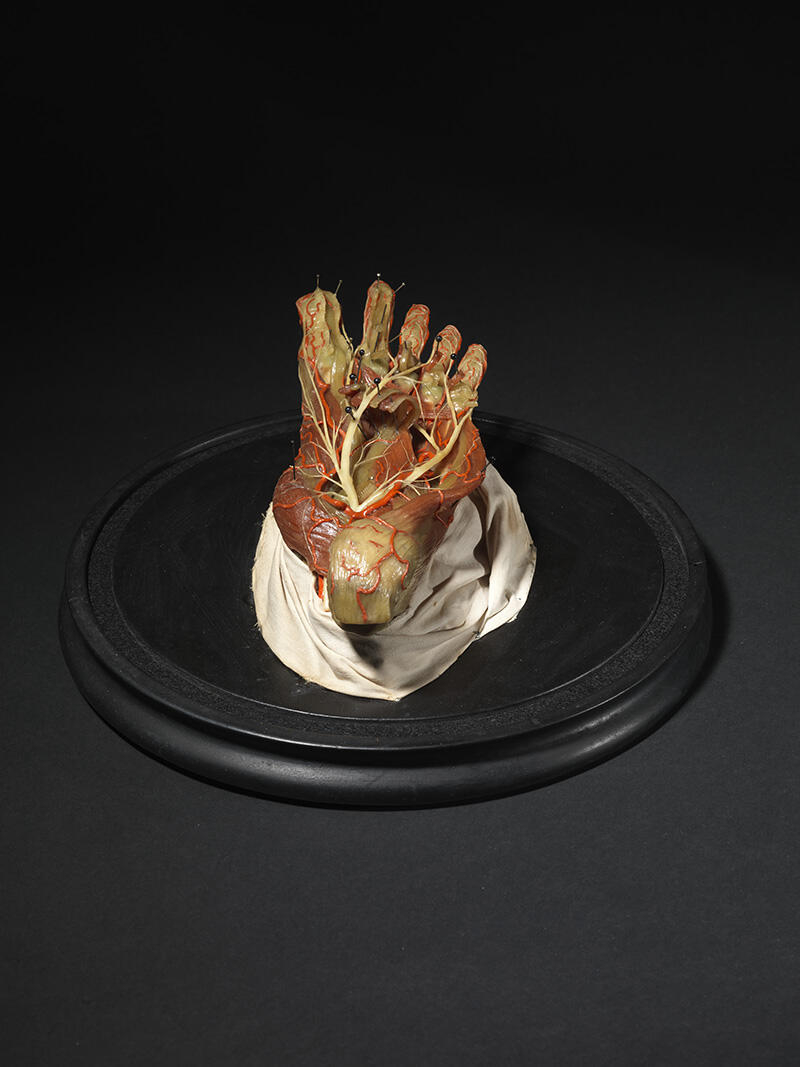Muscles et tendons du pied_4