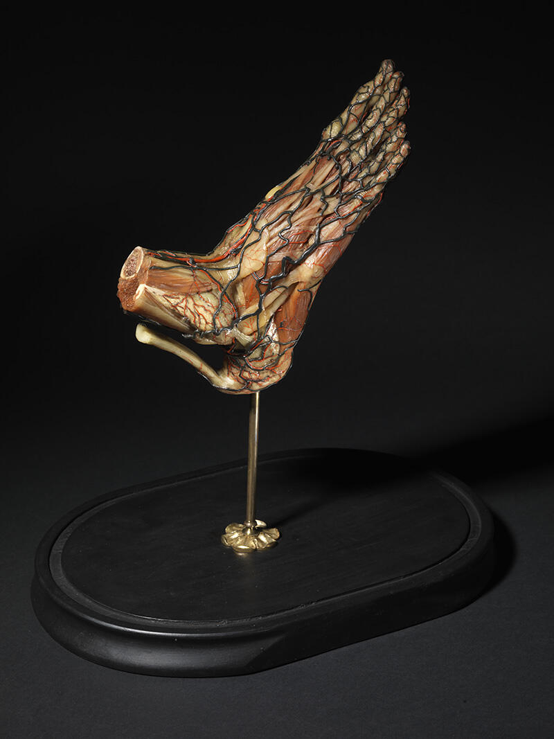 Artères et veines du pied_0