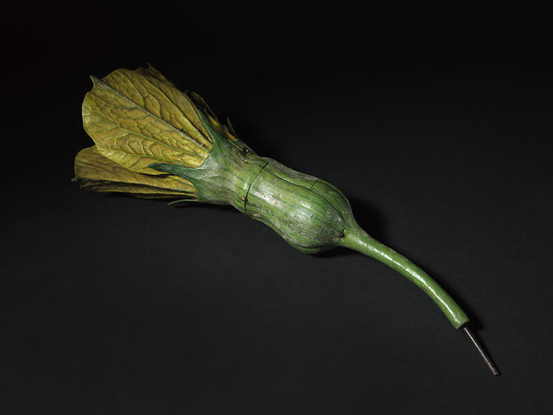 Fleur femelle de melon_0