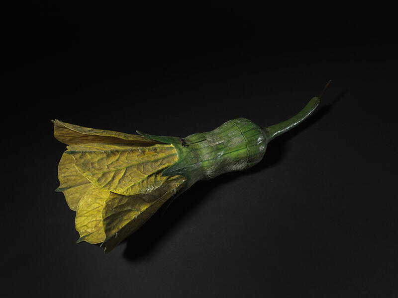 Fleur femelle de melon_1
