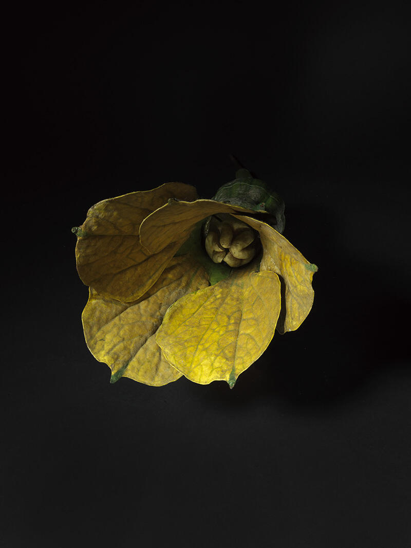 Fleur femelle de melon_2