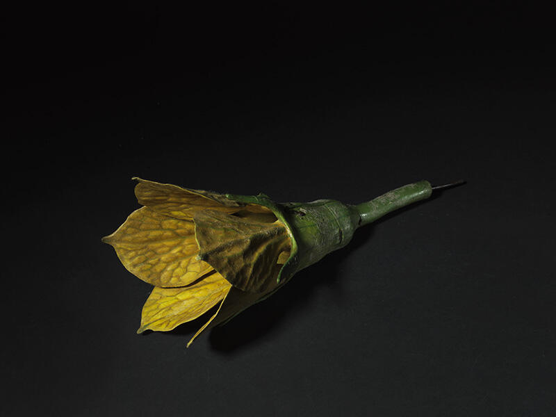 Fleur mâle de melon_0