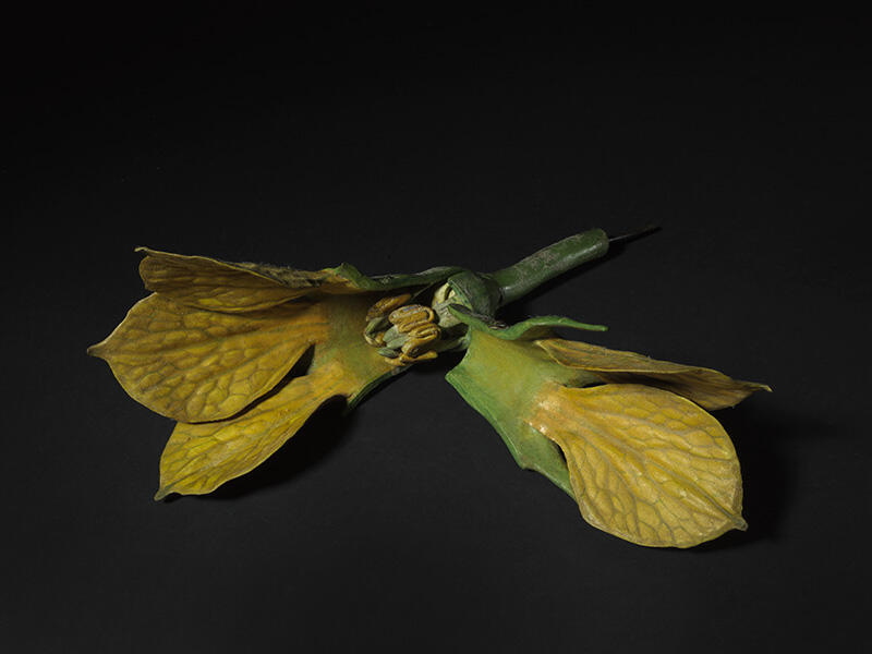 Fleur mâle de melon_1
