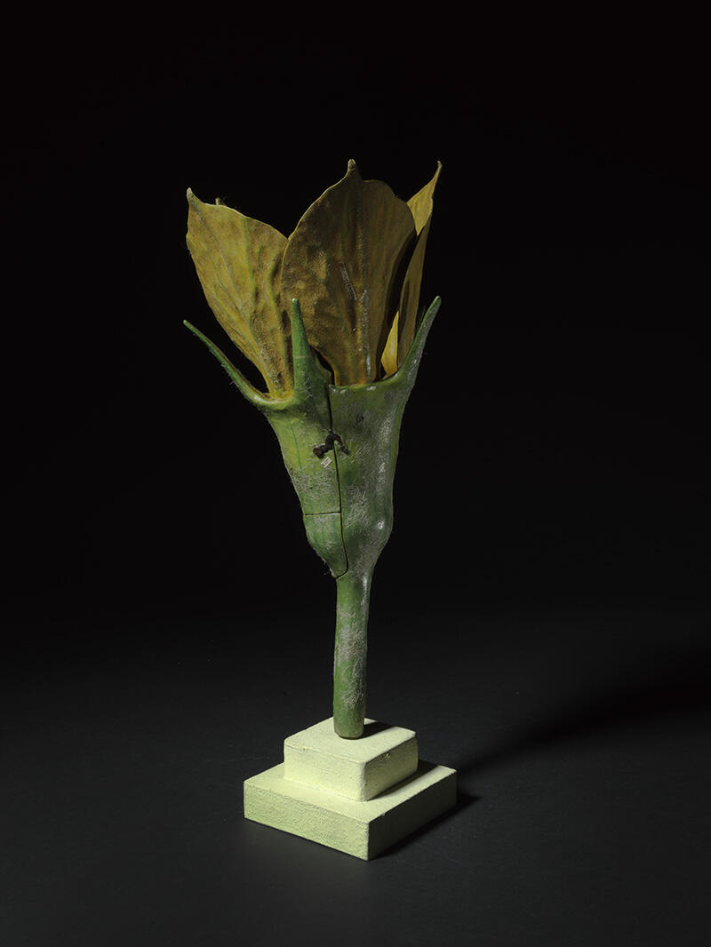 Fleur mâle de melon_2
