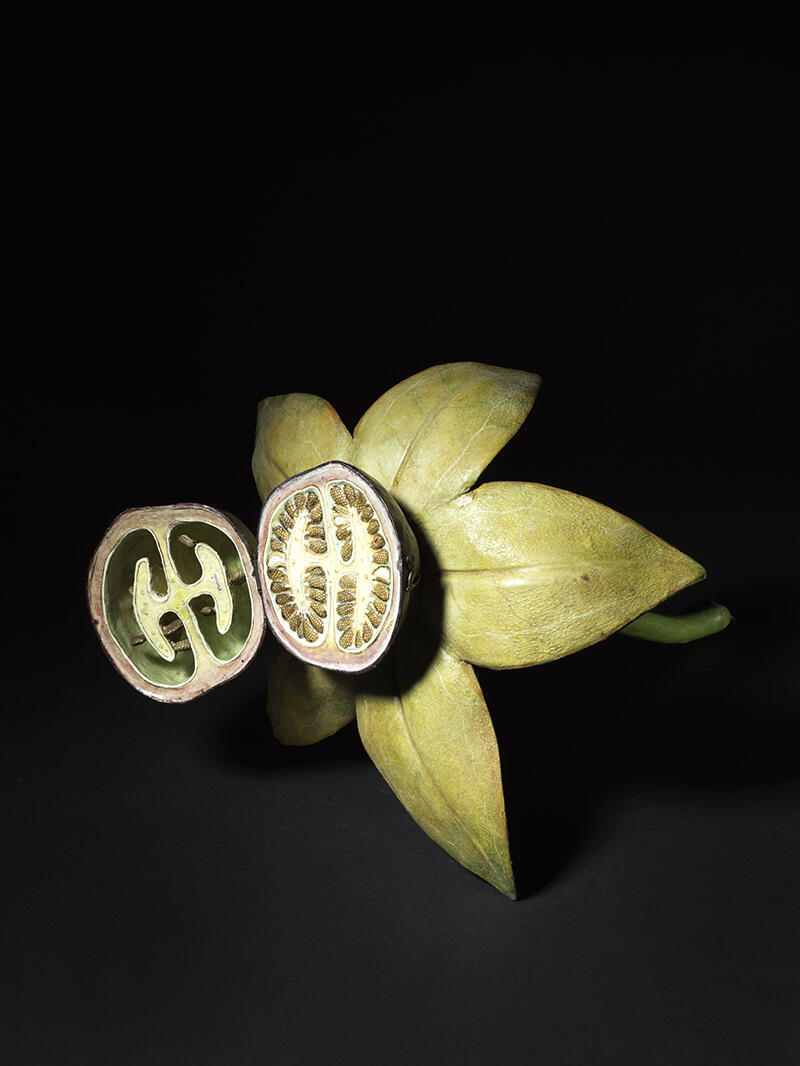 Fruit de la Belladone_0