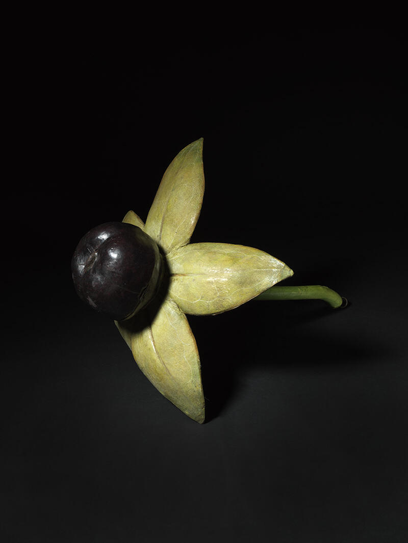 Fruit de la Belladone_1