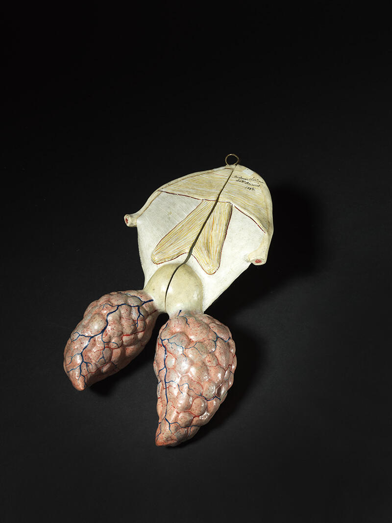 Système respiratoire d'une grenouille_0