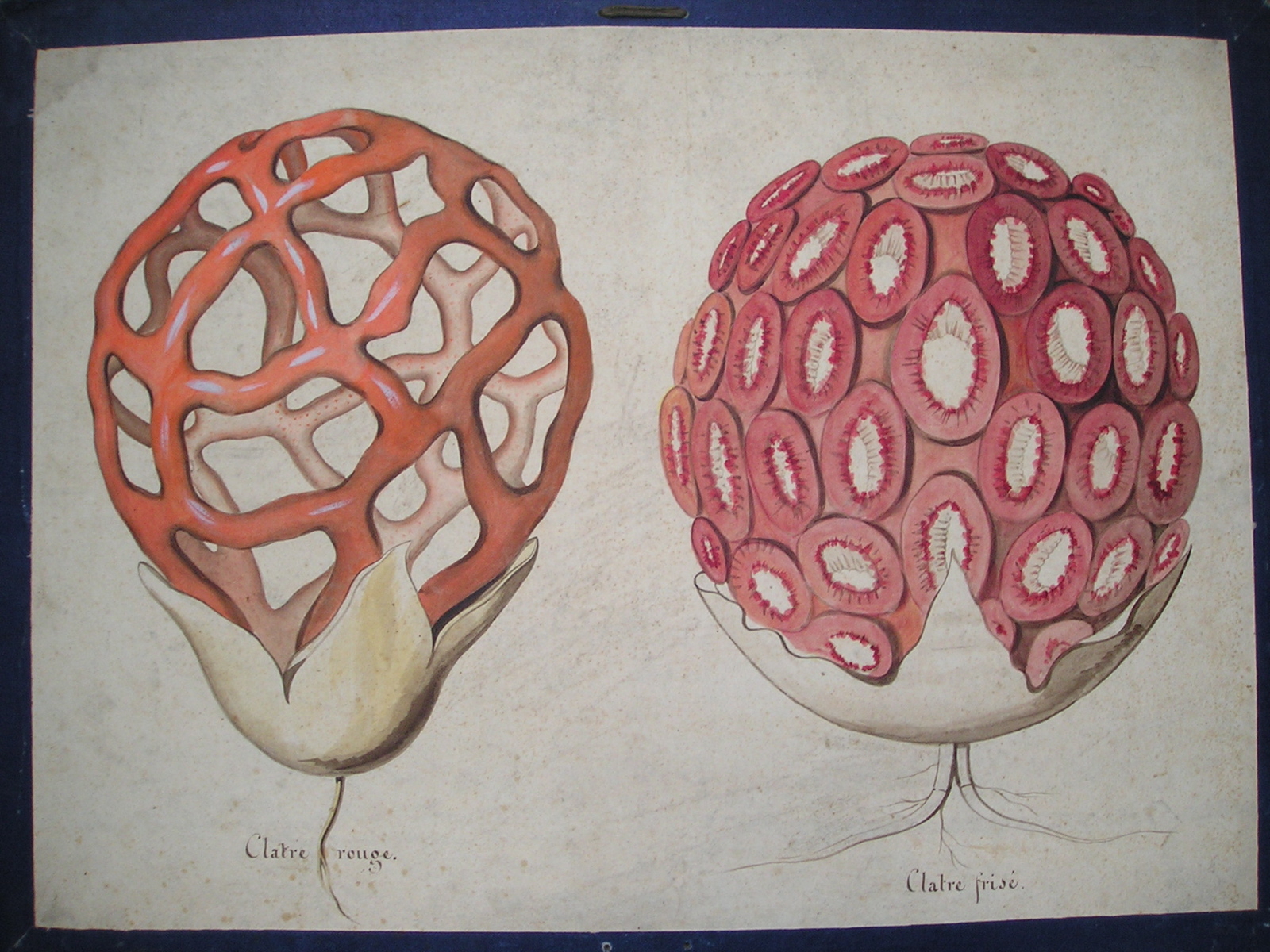 Clatre rouge - clatre frisé_0