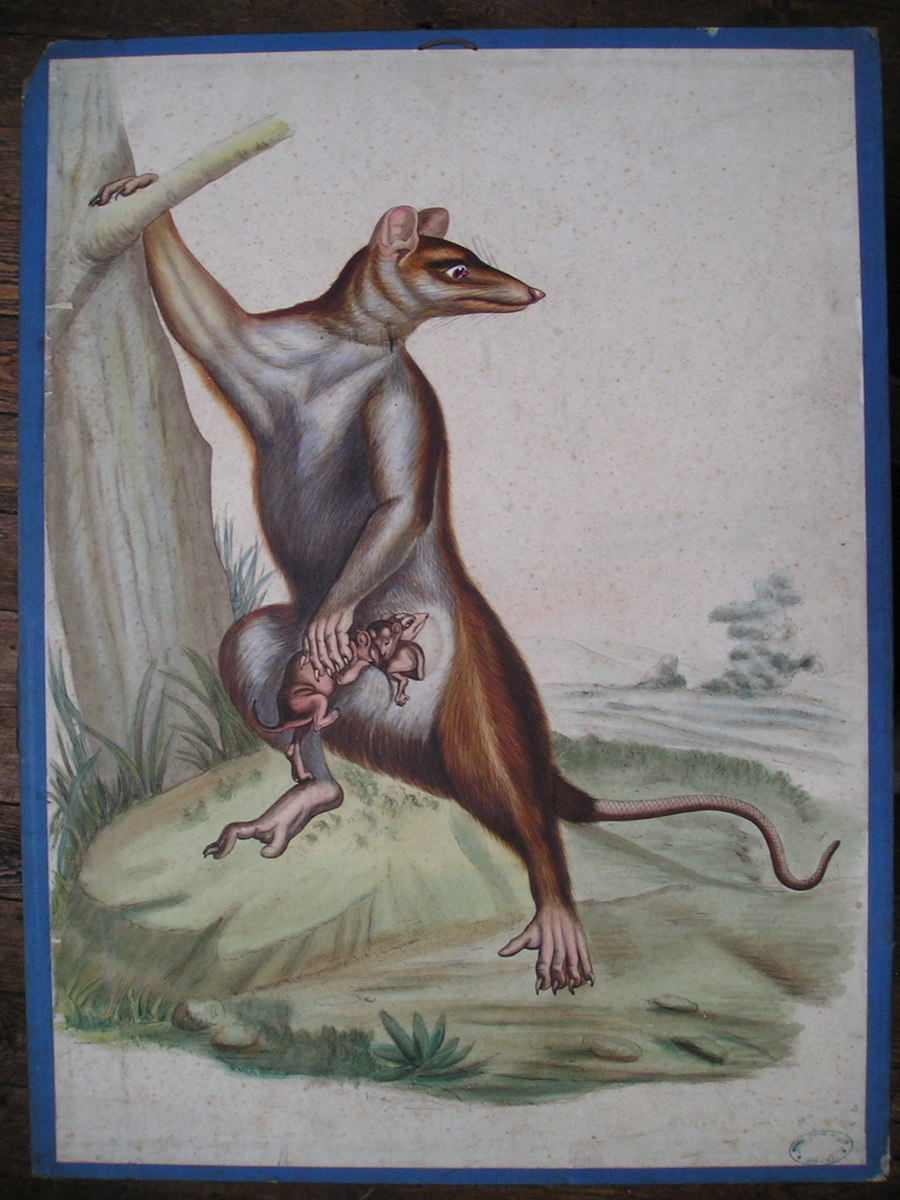 Sans titre (sarigue)_0