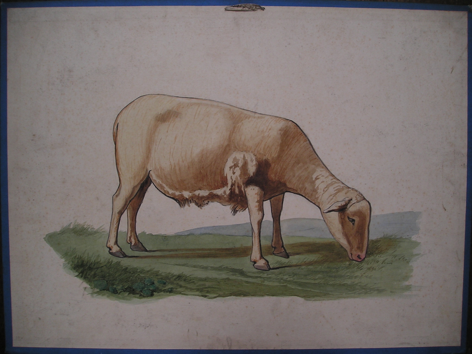 Mouton. race landaise_0