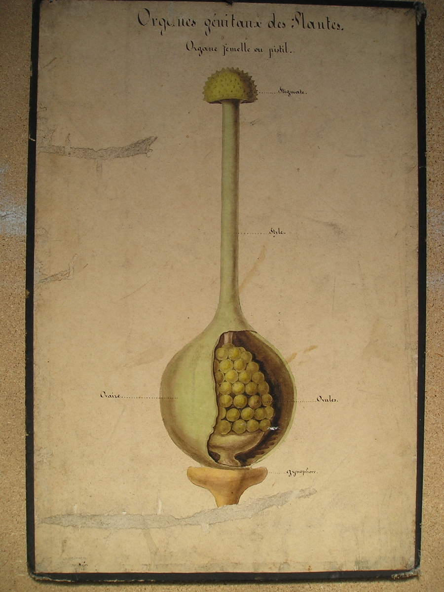 Organes génitaux des plantes, organe femelle ou pistil_0