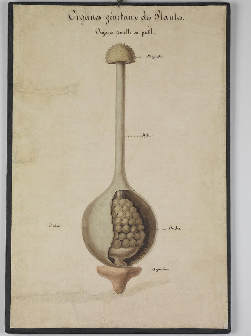 Organes génitaux des plantes, organe femelle ou pistil_1