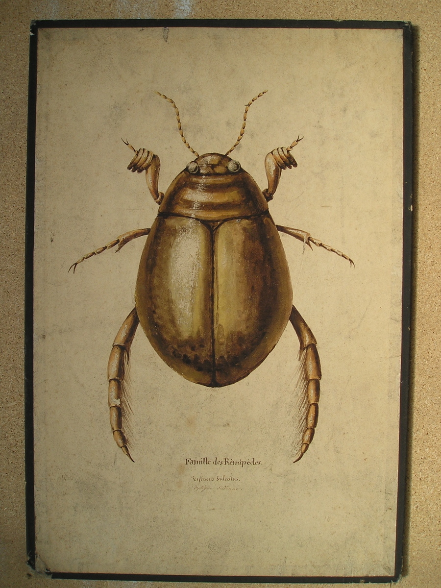 Famille des Rémipèdes, Dytiscus sulcatus, dytique sillonné_0