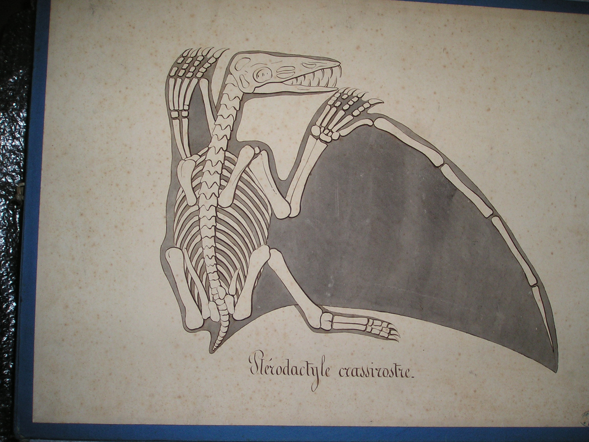 Ptérodactyle crassirostre_0