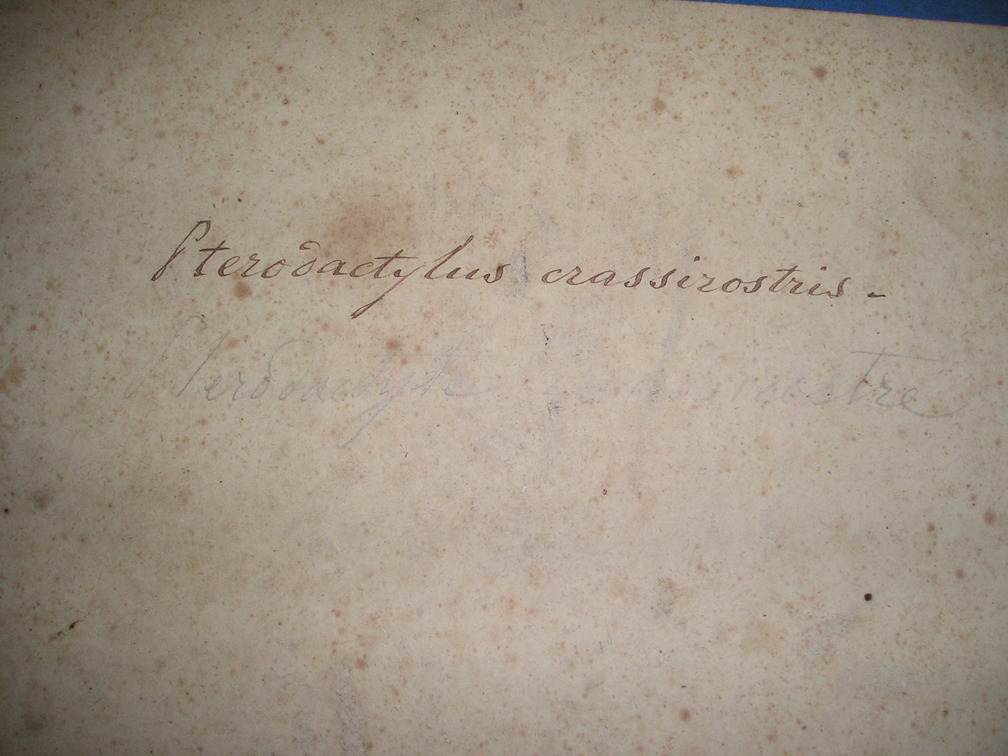 Ptérodactyle crassirostre_1