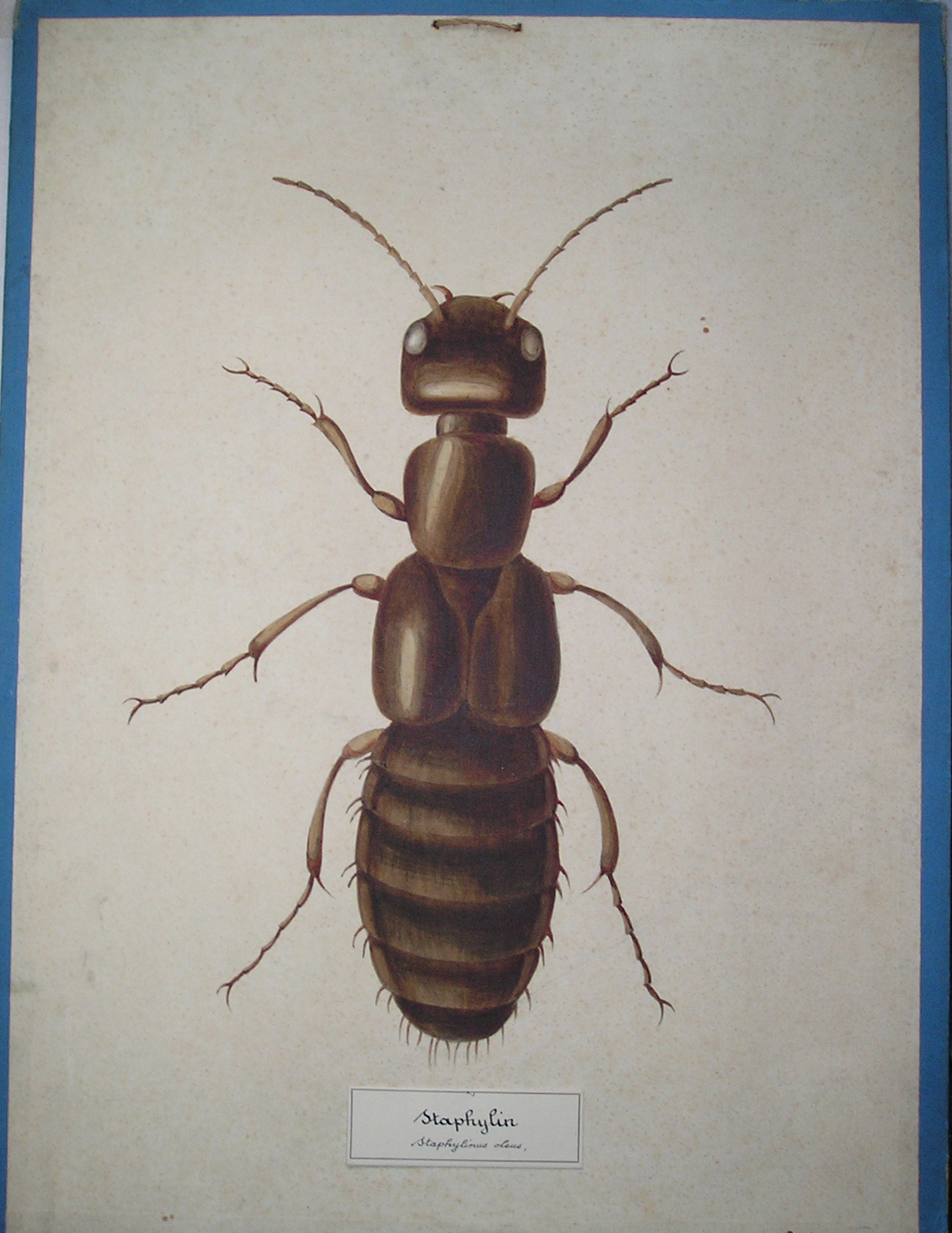 Staphylin - Staphylinus oleus